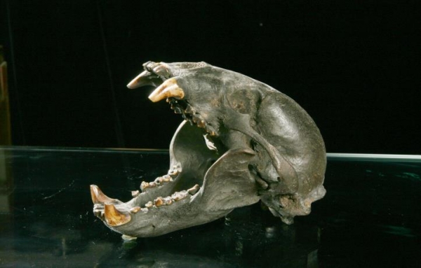신생대 곰 두개골 화석. 국립과천과학관 제공