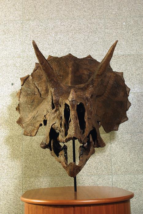 트리케라톱스 두개골. 서대문자연사박물관 제공